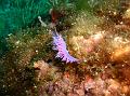 Limace Flabelline Mauve